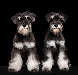 Image showing Miniature schnauzer puppies