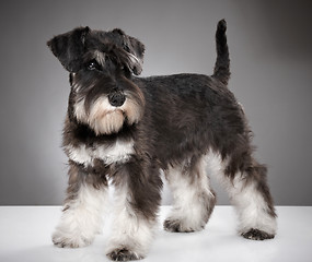 Image showing Miniature schnauzer puppy