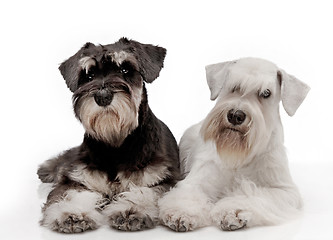 Image showing Miniature schnauzer puppies