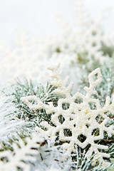 Image showing Snowy spruce branches