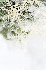 Image showing Snowy spruce branches