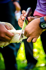 Image showing Chicken Slaughter by a knife