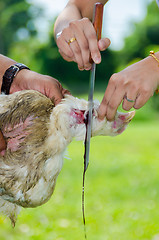 Image showing blood squirt from chicken