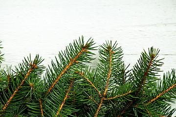 Image showing fir tree on white wooden board