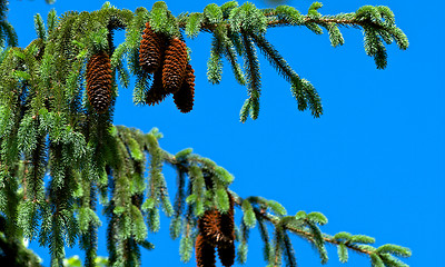 Image showing Pine Tree and Cones