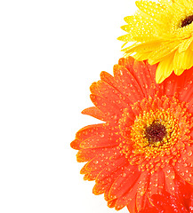 Image showing Yellow and Orange Gerbera Flowers