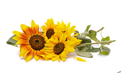 Image showing Bunch of Perfect Sunflowers