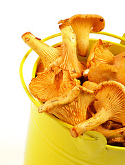 Image showing Chanterelles in Yellow Bucket