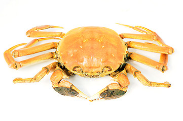 Image showing Hairy crab