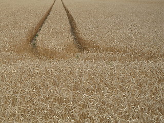 Image showing tracks in field