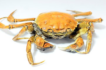 Image showing Hairy crab