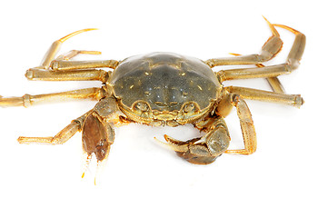 Image showing Hairy crab