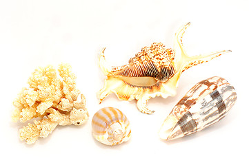 Image showing Seashell