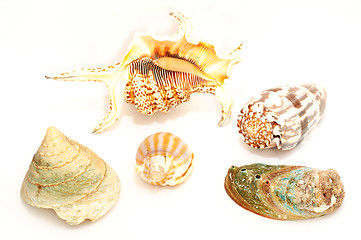 Image showing Seashell