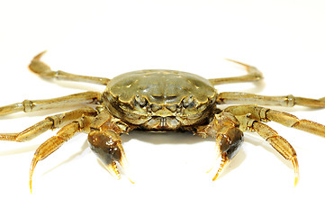 Image showing Hairy crab