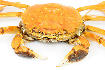 Image showing Hairy crab