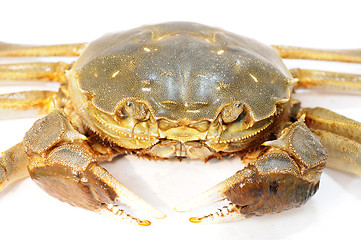 Image showing Hairy crab