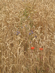 Image showing corn field