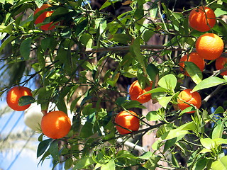 Image showing Tangerine tree