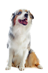 Image showing australian shepherd