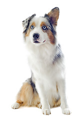 Image showing australian shepherd