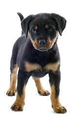 Image showing rottweiler