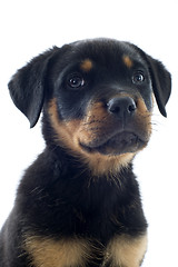 Image showing rottweiler