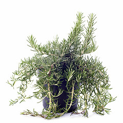 Image showing Rosemary in pot