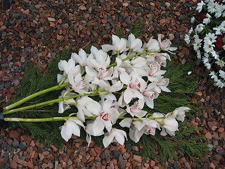 Image showing orchids on red gravel