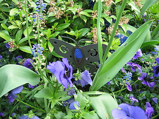 Image showing iron butterfly in blue flowers