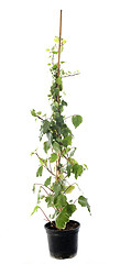 Image showing Hedera helix