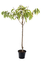 Image showing cherry tree in pot