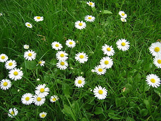 Image showing white flowers in the grass