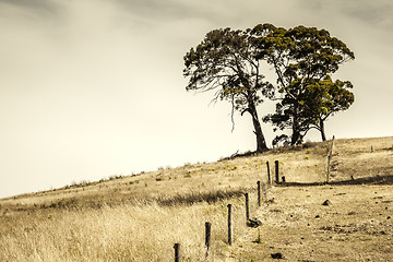 Image showing Trees on a hill