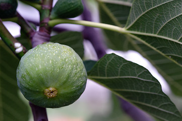 Image showing Green Fig on the Tree, Tuscany