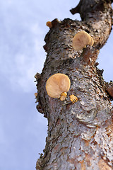 Image showing Tree mushroom