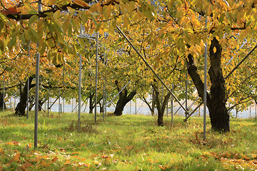 Image showing Fruit growing farm