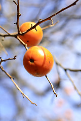 Image showing Persimmon fruits