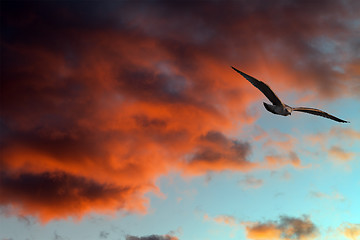 Image showing Seagull against sunset sky