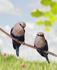 Image showing Tropical Birds