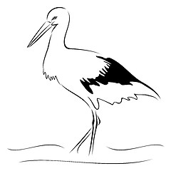 Image showing Stork on sketch