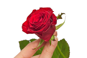 Image showing red rose