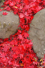 Image showing Maple leaves waterfall