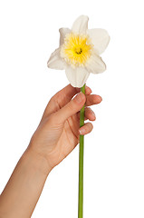 Image showing white narcissus