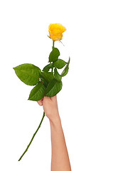 Image showing yellow rose