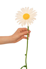 Image showing big white daisy