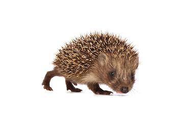 Image showing Small hedgehog