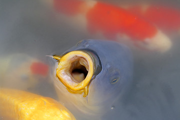 Image showing Hungry carp