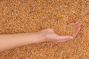 Image showing crop wheat