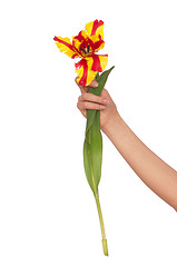 Image showing colored tulip